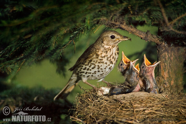 Singdrossel (Turdus philomelos)