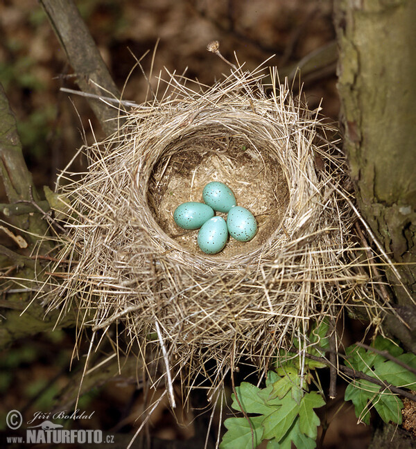 Singdrossel (Turdus philomelos)