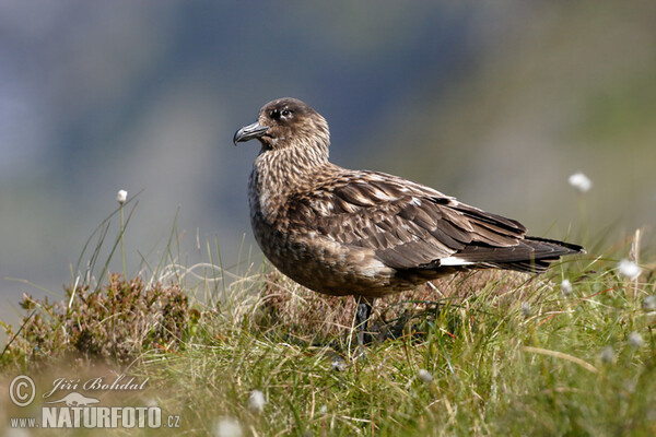 Skua (Stercorarius skua)