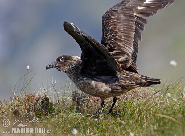 Skua (Stercorarius skua)