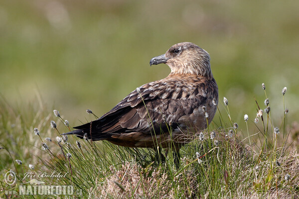 Skua (Stercorarius skua)