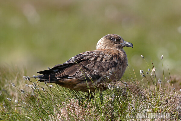 Skua (Stercorarius skua)