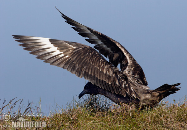 Skua (Stercorarius skua)