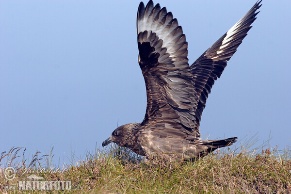 Skua (Stercorarius skua)