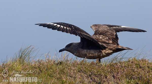 Skua (Stercorarius skua)