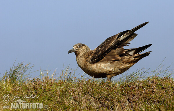 Skua (Stercorarius skua)