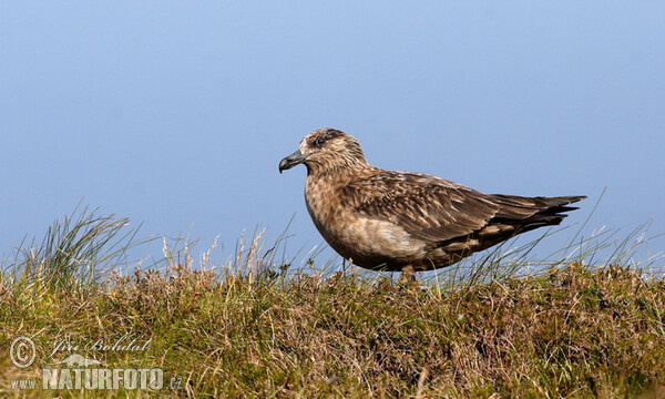 Skua (Stercorarius skua)