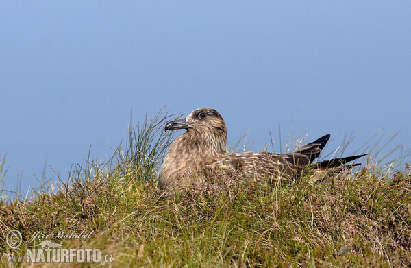 Skua (Stercorarius skua)