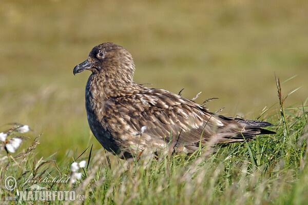 Skua (Stercorarius skua)