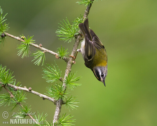 Sommergoldhähnchen (Regulus ignicapillus)