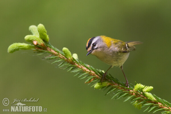 Sommergoldhähnchen (Regulus ignicapillus)