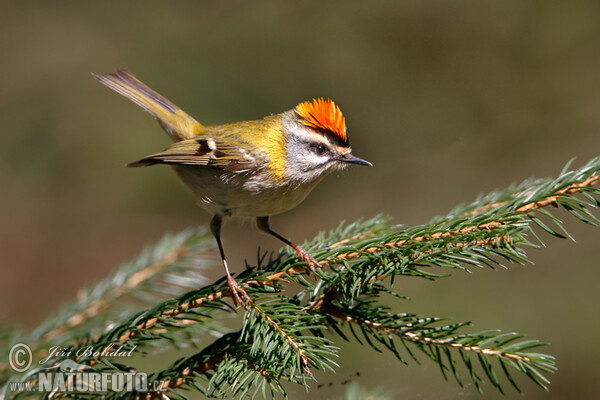 Sommergoldhähnchen (Regulus ignicapillus)