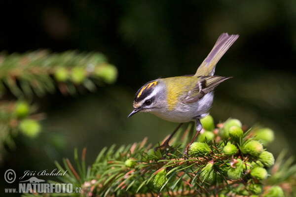 Sommergoldhähnchen (Regulus ignicapillus)