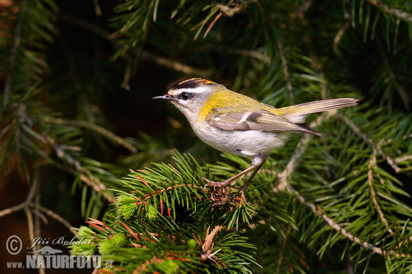 Sommergoldhähnchen (Regulus ignicapillus)