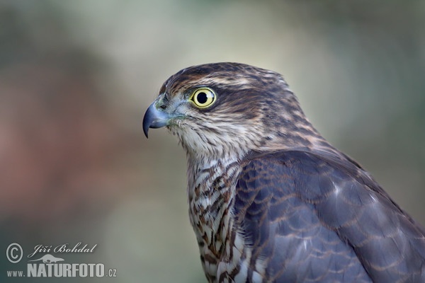 Sperber (Accipiter nisus)