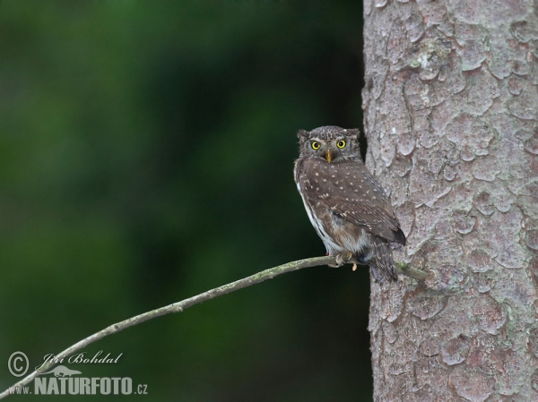 Sperlingskauz (Glaucidium passerinum)