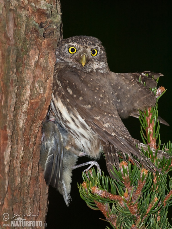 Sperlingskauz (Glaucidium passerinum)