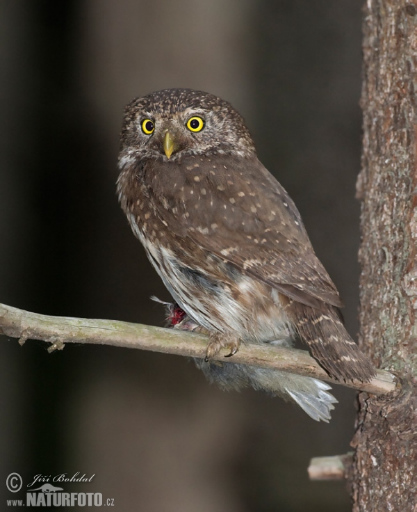 Sperlingskauz (Glaucidium passerinum)