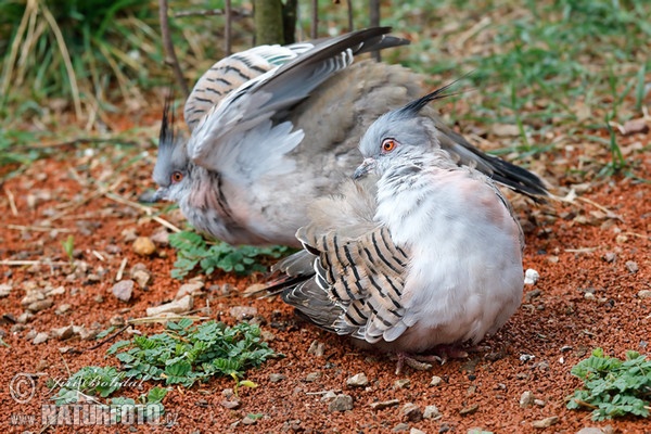 Spitzschopftaube (Ocyphaps lophotes)