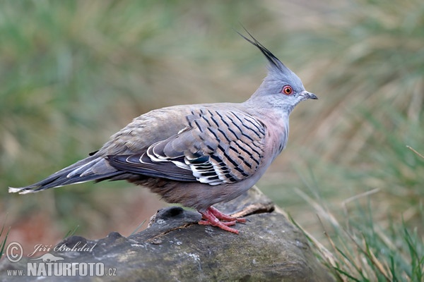 Spitzschopftaube (Ocyphaps lophotes)