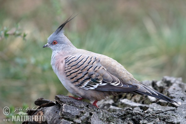 Spitzschopftaube (Ocyphaps lophotes)