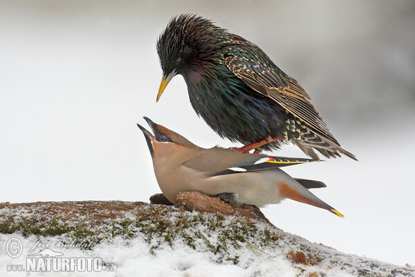 Star (Sturnus vulgaris)