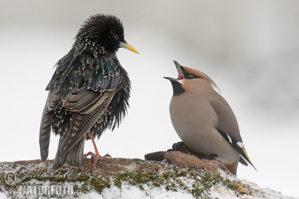 Star (Sturnus vulgaris)