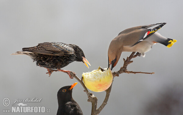 Star (Sturnus vulgaris)