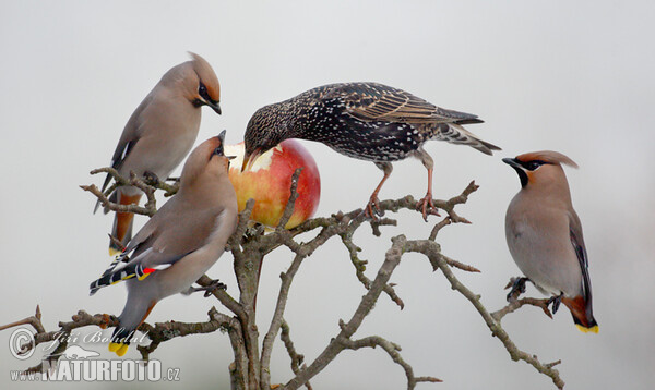 Star (Sturnus vulgaris)