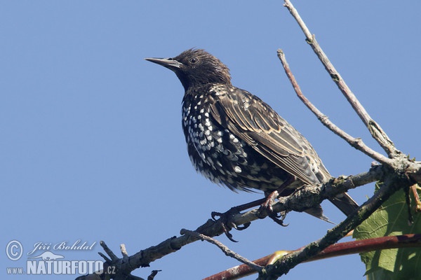 Star (Sturnus vulgaris)