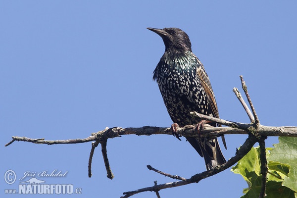 Star (Sturnus vulgaris)