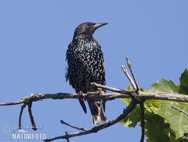 Star (Sturnus vulgaris)