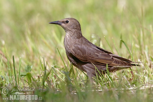 Star (Sturnus vulgaris)