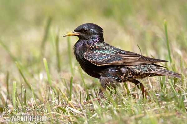 Star (Sturnus vulgaris)