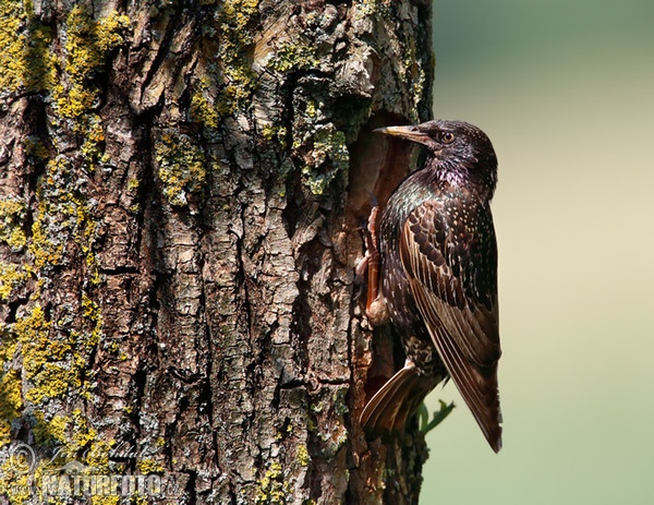 Star (Sturnus vulgaris)