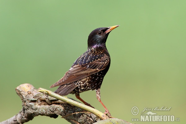 Star (Sturnus vulgaris)