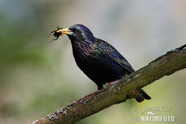 Star (Sturnus vulgaris)