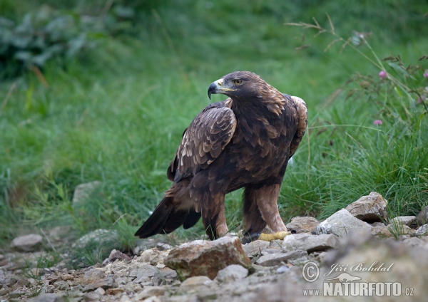 Steinadler (Aquila chrysaetos)