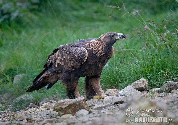 Steinadler (Aquila chrysaetos)