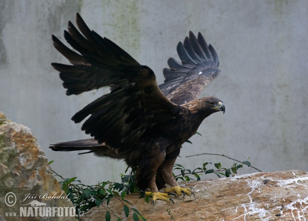 Steinadler (Aquila chrysaetos)