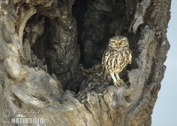 Steinkauz (Athene noctua)