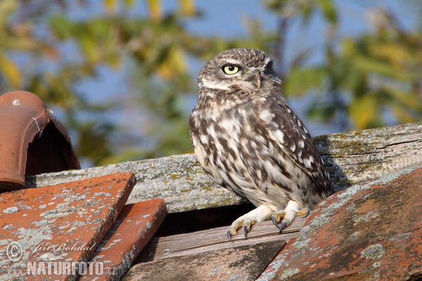 Steinkauz (Athene noctua)