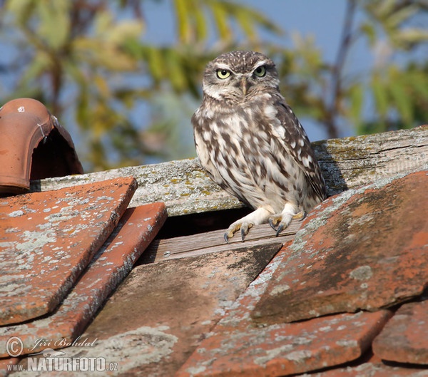 Steinkauz (Athene noctua)