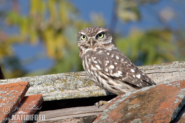 Steinkauz (Athene noctua)