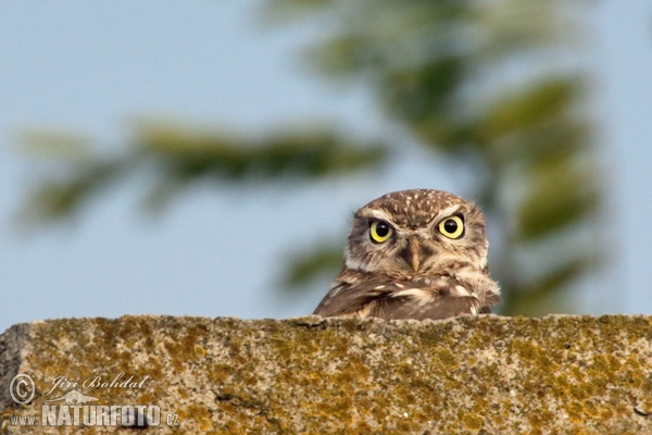 Steinkauz (Athene noctua)