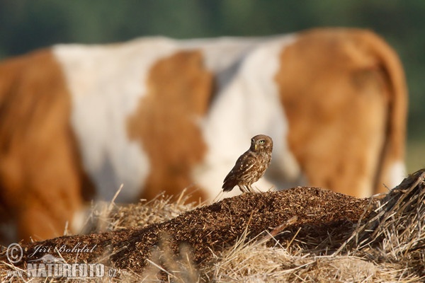 Steinkauz (Athene noctua)