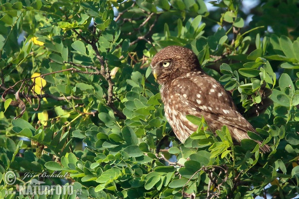 Steinkauz (Athene noctua)