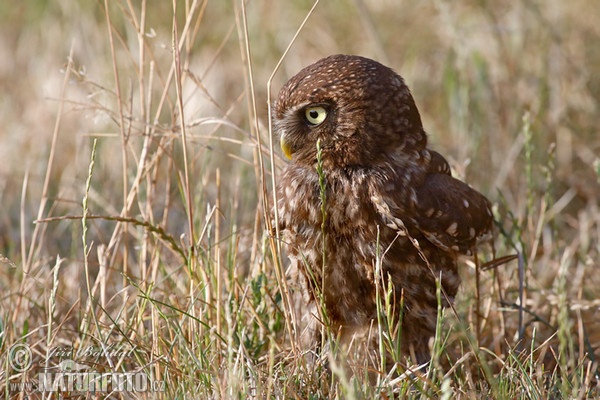 Steinkauz (Athene noctua)