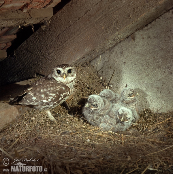 Steinkauz (Athene noctua)