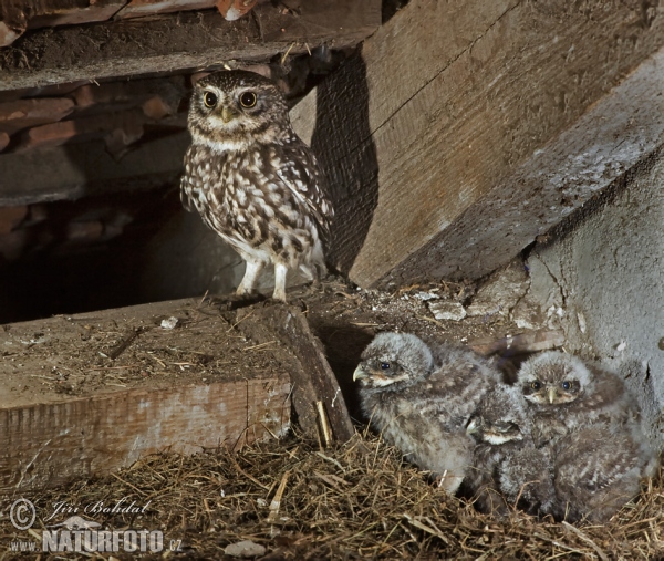 Steinkauz (Athene noctua)